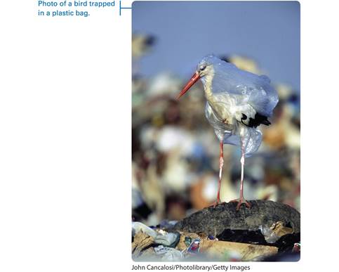 A photo shows a plastic bag wrapped around a bird’s head and body. The bird is standing on a discarded tire on a pile of garbage. A margin note reads, photo of a bird trapped in a plastic bag.