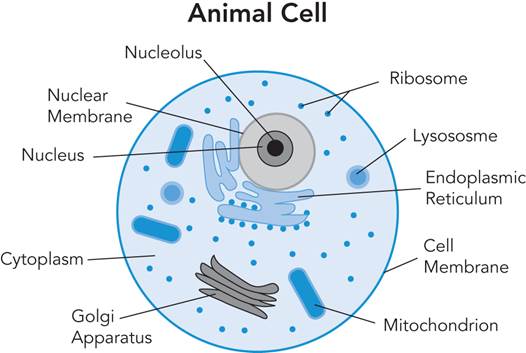 An illustration shows the anatomy of an animal cell.